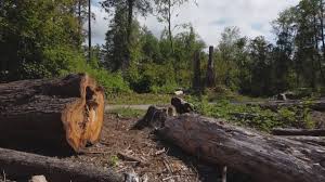 Best Lot and Land Clearing  in Willamina, OR