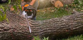 Willamina, OR Tree Care Company